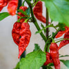 Fruits- VFR125 Hot Pepper "Bhut Jolokia" (10 Seeds)