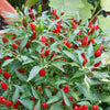 Fruits- VFR122 Hot Pepper "Bird Eye Italico" (10 Seeds)