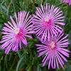 Flowers- FL431 Ice Plant (100 Seeds)