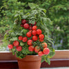 Seeds Master Singapore - S110 Tomato "Vilma" (20-30 Seeds) Fruit Seeds