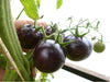 Seeds Master Singapore - S113 Tomato "Black Cherry" (10-20 Seeds) Fruit Seeds