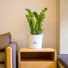 Self-Watering Plant Pots / Garden Pots - Cloud design