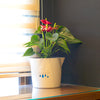 Self-Watering Plant Pots / Garden Pots - Cloud design