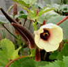 Fruits- VFR177 Organic Okra 'Red Burgundy' (100 - 150 Seeds)