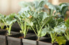 Veggies- VL76 Kale 'Dwarf Blue Curled' (300 - 400 Seeds)