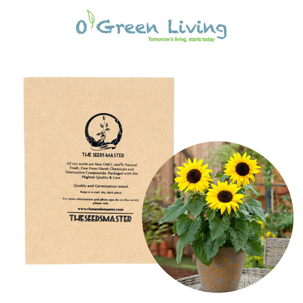 FL453 Sunflower 'Sunspot Dwarf' 20 Seeds | OGL Garden Shop