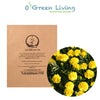 Flower Seeds for Planting - MAR259 French Marigold 'Valencia'. O' Green Living - Seed Shop Singapore.