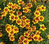 Flowers- MAR268 French Marigold 'Naughty Marietta' (1g)