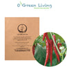 Seeds Master Singapore - VFR64 Pepper Hot 'Poseidon' (12 -16 Seeds) Fruits Seeds