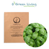 Seeds Master Singapore - S3 Basil "Italiano Classico" (600-650 Seeds) Herbs