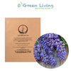 Seeds Master Singapore - VFR70 English Lavendar (270 Seeds) Herbs