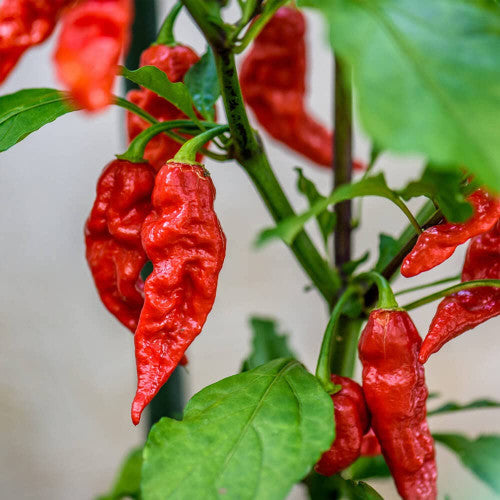 VFR125 Hot Pepper "Bhut Jolokia" (10 Seeds) ogreenliving
