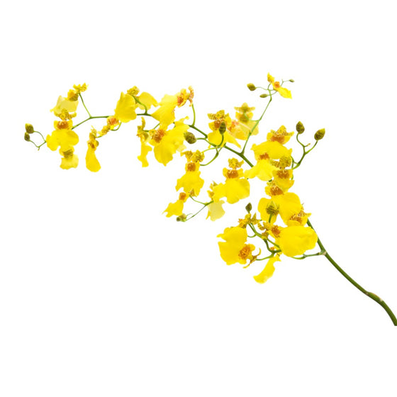 Y005 Oncidium
