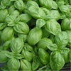 Seeds Master Singapore - S3 Basil "Italiano Classico" (600-650 Seeds) Herbs