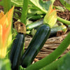 Seeds Master Singapore - S22 Zucchini "Black Beauty" (5 Seeds) Fruit Seeds