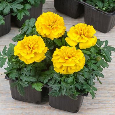 Flower Seeds for Planting - MAR259 French Marigold 'Valencia'. O' Green Living - Seed Shop Singapore.