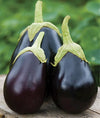 Seeds Master Singapore - S31 Eggplant "Black Beauty" (20-22 Seeds) Fruit Seeds
