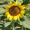Flowers- FL453 Sunflower 'Sunspot Dwarf' (20 Seeds)