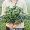 Veggies- VL76 Kale 'Dwarf Blue Curled' (300 - 400 Seeds)