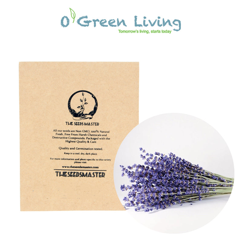 FL363 French Lavender 'Bandera Purple' 20 Seeds | OGL Garden Shop