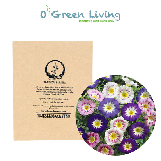 Flowers- FL366 Morning Glory 'Dwarf Mix' (50 Seeds)