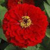 Flower Seeds for Planting - FL439 Zinnia 'Scarlet Flame' (90 Seeds). O' Green Living - Seed Shop Singapore.