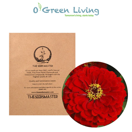 Flower Seeds for Planting - FL439 Zinnia 'Scarlet Flame' (90 Seeds). O' Green Living - Seed Shop Singapore.