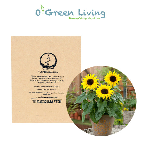 Flowers- FL453 Sunflower 'Sunspot Dwarf' (20 Seeds)
