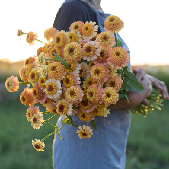 Flower Seeds for Planting - FL641 Zinnia "Zinderella". O' Green Living - Seed Shop Singapore.