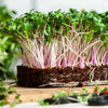 Veggies- S32 Kale 'Red Russian' (300 - 400 Seeds)