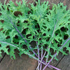 Veggies- S32 Kale 'Red Russian' (300 - 400 Seeds)