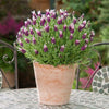 Herbs- FL363 French Lavender 'Bandera Purple' (20 Seeds)