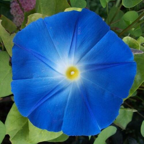 Flowers- FL374 Morning Glory 'Heavenly Blue' (10 Seeds)