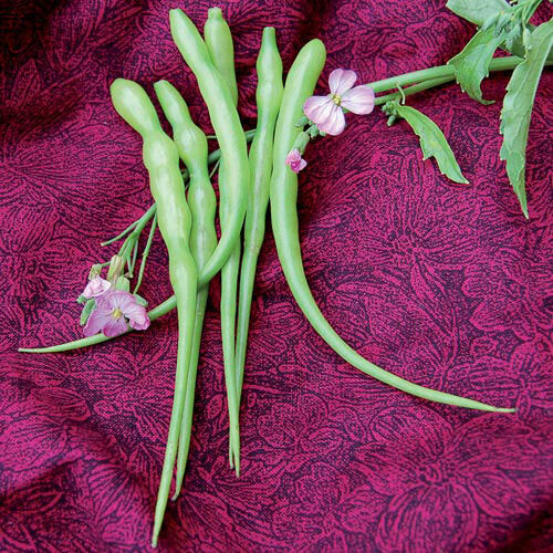 Veggies- VR35 Radish 'Rat-Tailed' (50 Seeds)