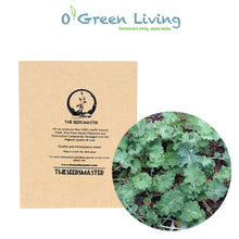  Veggies- S29 Kale 'Siberian Dwarf' (300 - 400 Seeds)
