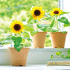 Flowers- FL453 Sunflower 'Sunspot Dwarf' (20 Seeds)