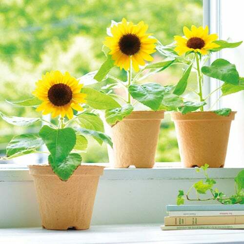 sunflower indoor plant FL453 Sunflower 'Sunspot Dwarf' 20 Seeds