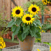 Flowers- FL453 Sunflower 'Sunspot Dwarf' (20 Seeds)