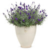 Seeds Master Singapore - VFR70 English Lavendar (270 Seeds) Herbs