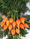 Veggies- VR8 Carrot "Romeo" (1600 - 2000 Seeds)