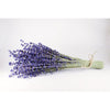 Herbs- FL363 French Lavender 'Bandera Purple' (20 Seeds)