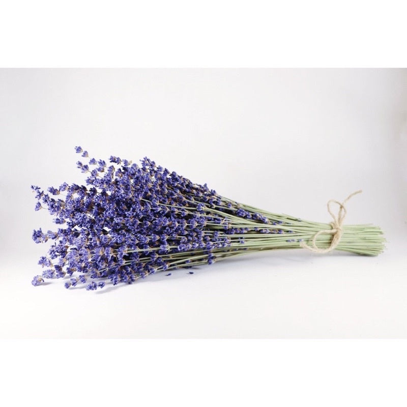 FL363 French Lavender 'Bandera Purple' 20 Seeds | OGL Garden Shop