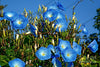 Flowers- FL374 Morning Glory 'Heavenly Blue' (10 Seeds)