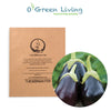 Seeds Master Singapore - S31 Eggplant "Black Beauty" (20-22 Seeds) Fruit Seeds